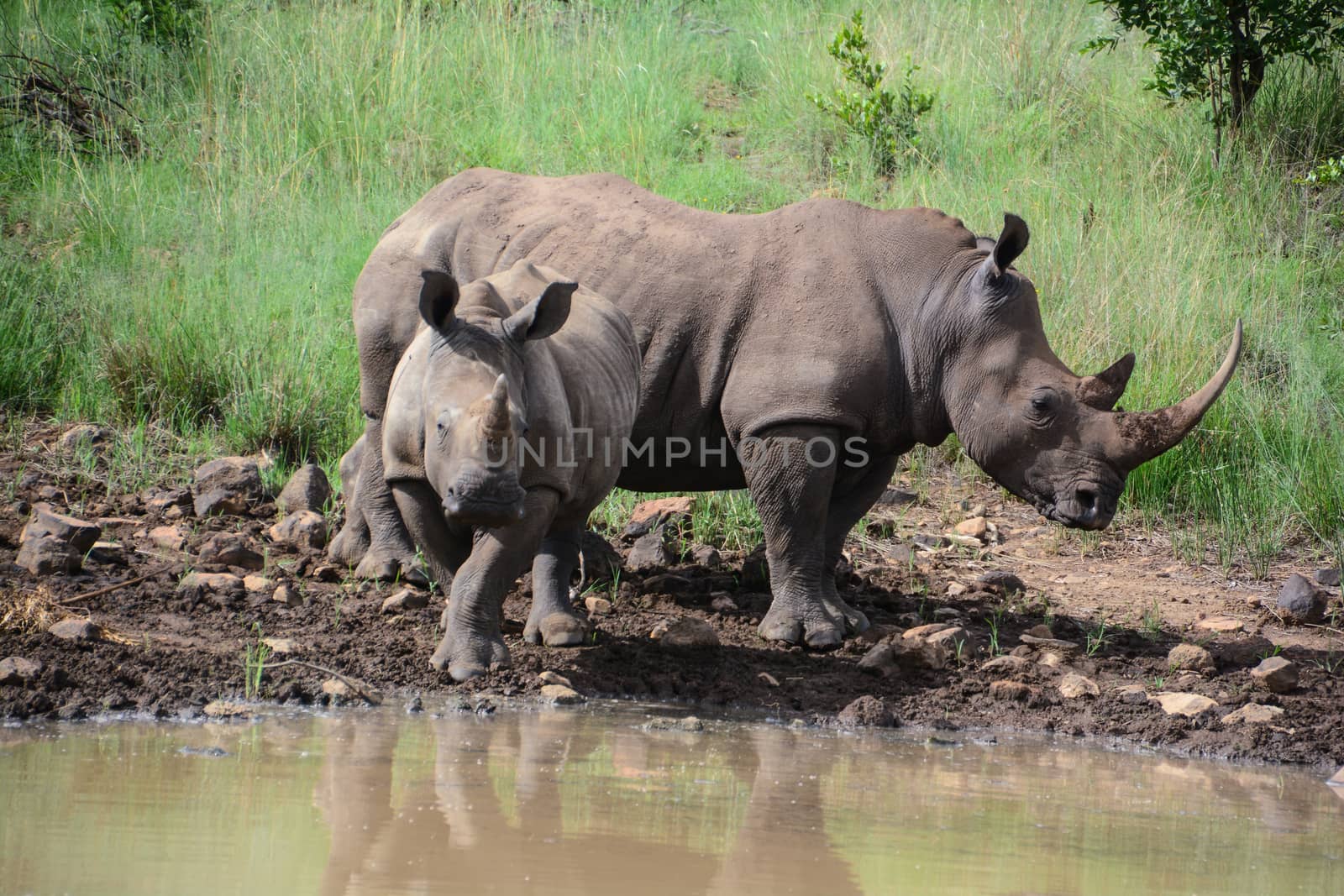 Rhinoceros drinking at waterhole by marcrossmann