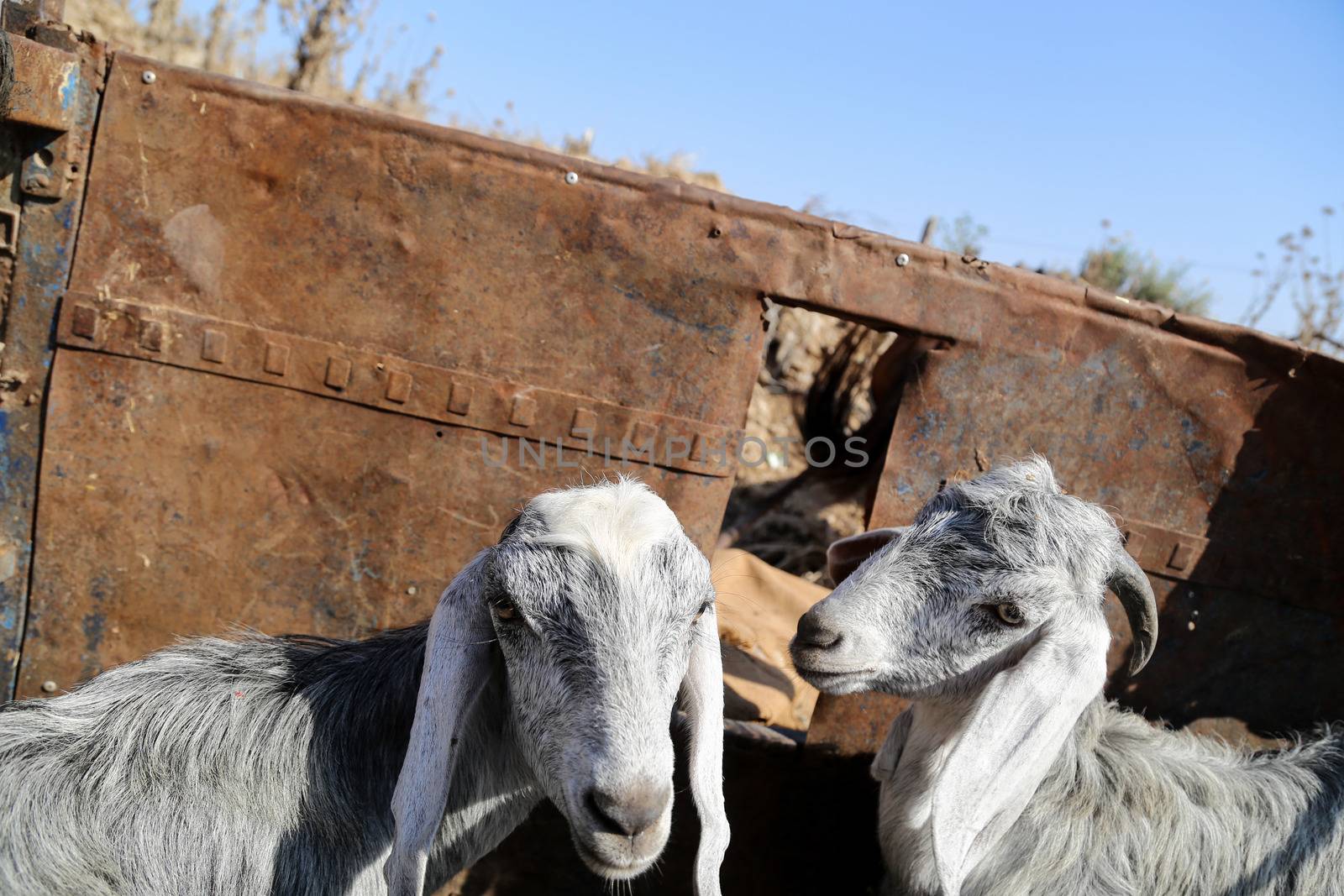 PALESTINE, Gaza: Two sheep are pictured at the main livestock market in northern Gaza on September 18, 2015 as Palestinians prepare for the upcoming Eid al-Adha festival.Also known as the Festival of Sacrifice, the three-day holiday marks the end of the annual pilgrimage to Mecca and commemorates the willingness of the Prophet Ibrahim (Abraham to Christians and Jews) to sacrifice his son, Ismail, on God's command. 