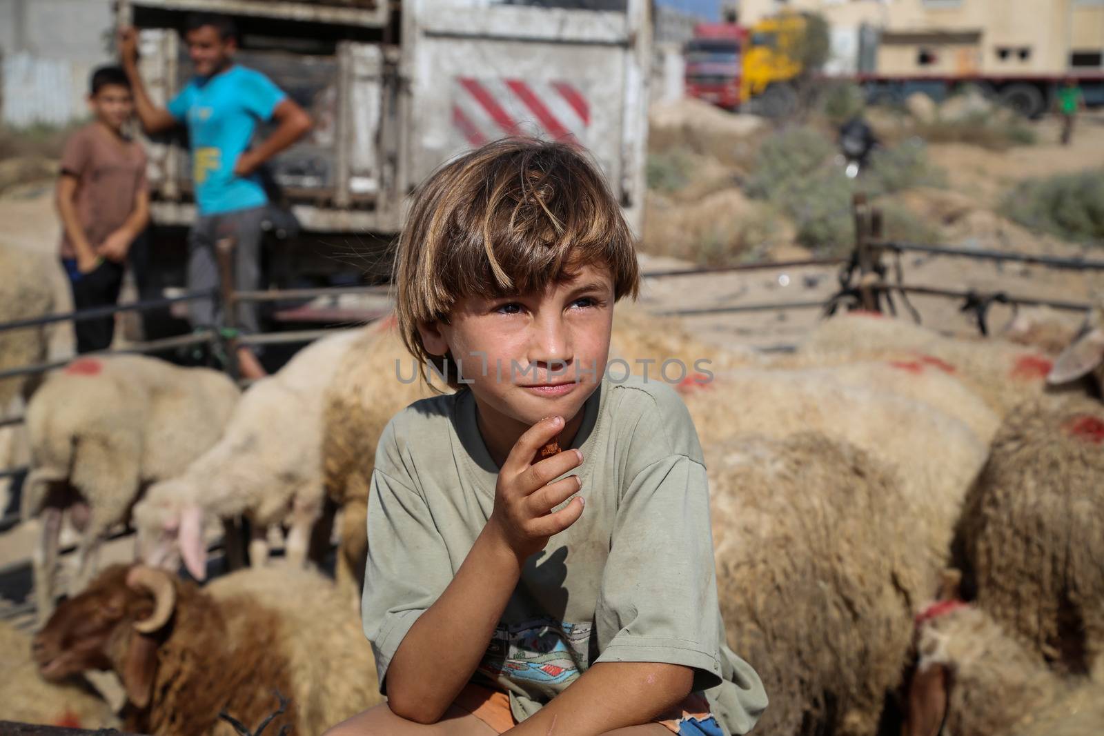 PALESTINE, Gaza: A young boy is pictured at the main livestock market in northern Gaza on September 18, 2015 as Palestinians prepare for the upcoming Eid al-Adha festival.Also known as the Festival of Sacrifice, the three-day holiday marks the end of the annual pilgrimage to Mecca and commemorates the willingness of the Prophet Ibrahim (Abraham to Christians and Jews) to sacrifice his son, Ismail, on God's command. 