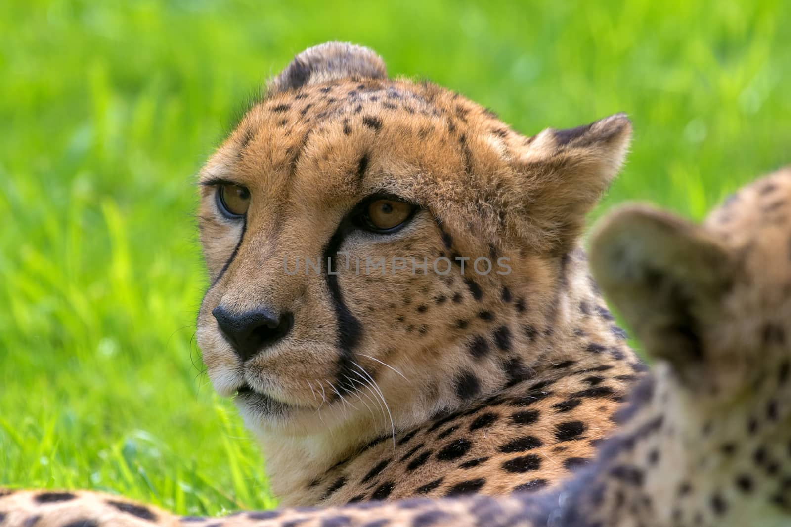 Cheetah Laying Down Resting and Looking Closeup Portrait