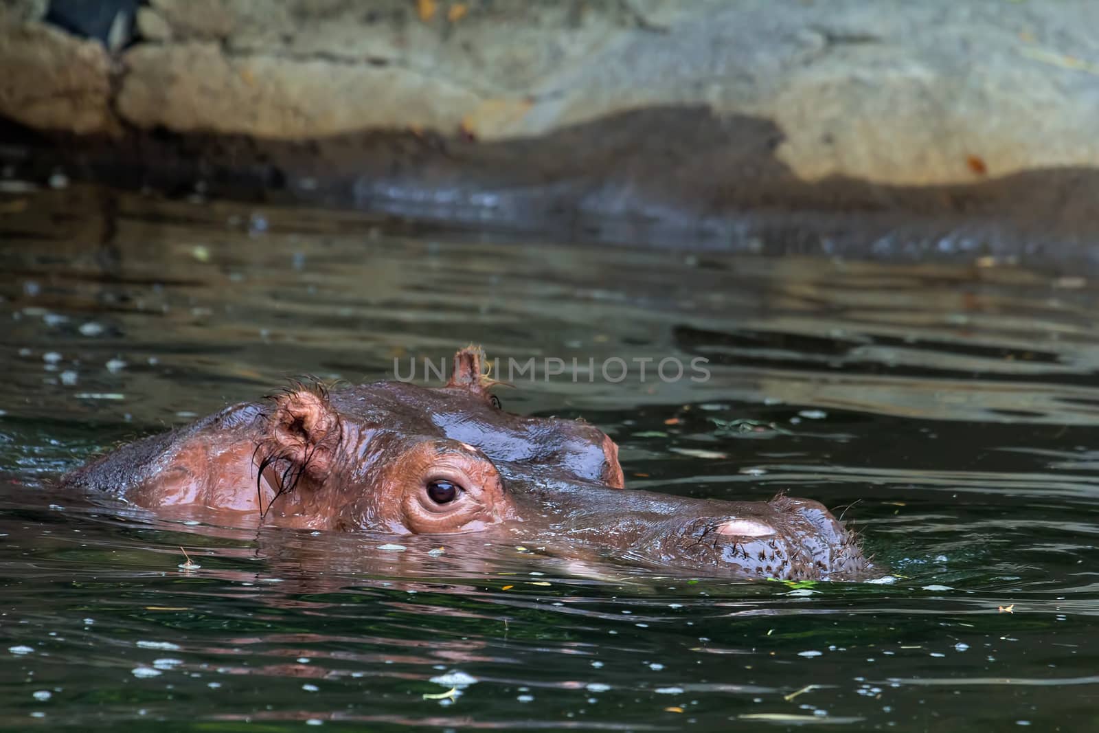 Hippopotamus Submerged in Water Closeup Portrait