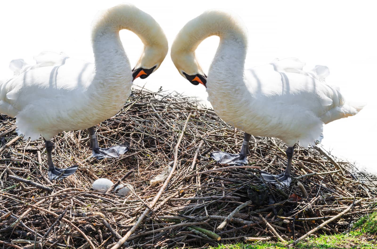 Two swans on its nest with two eggs