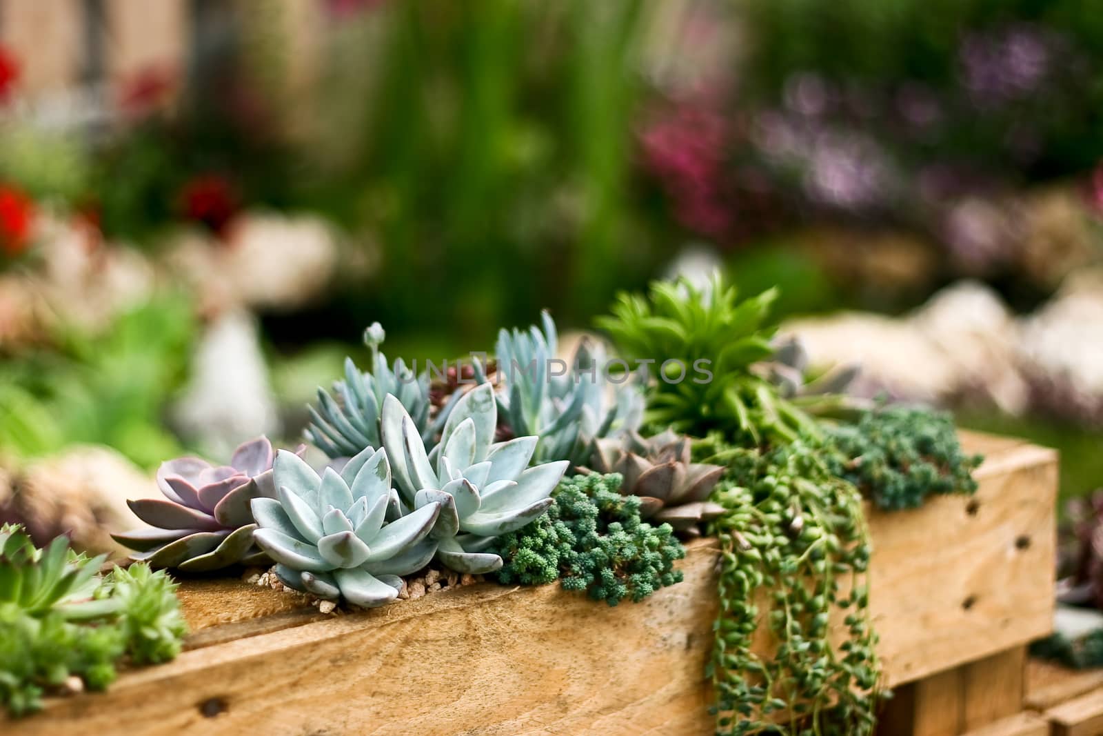 Green Plant with blur background