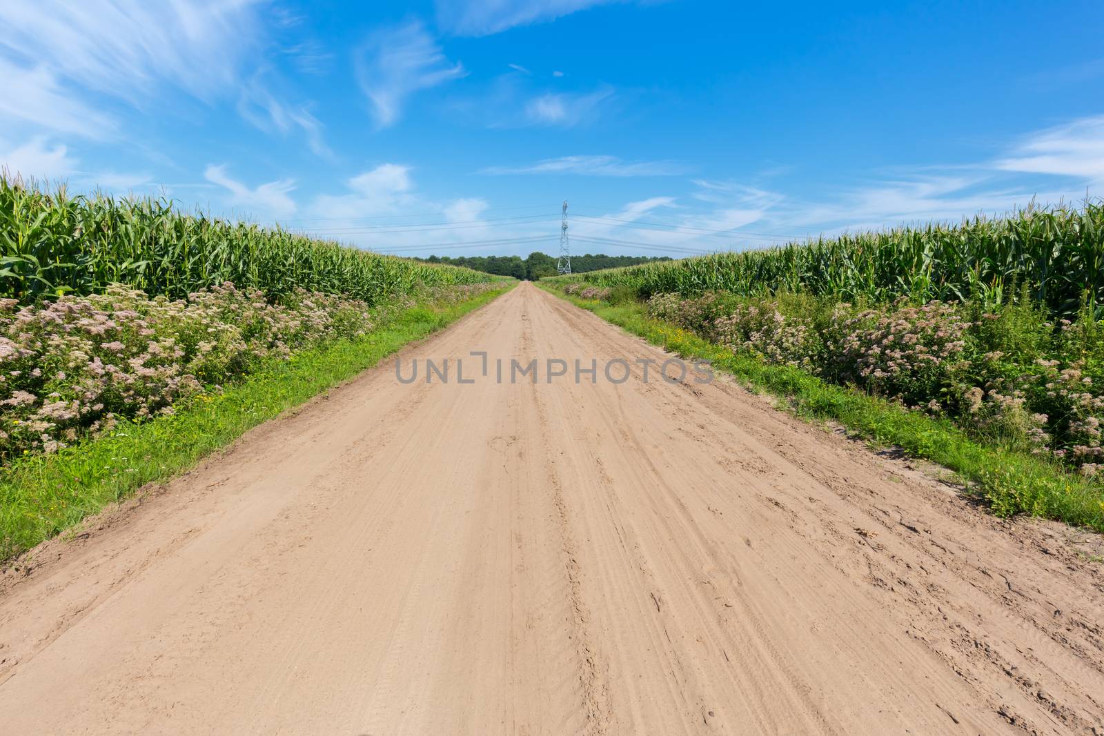 Rural agricultural area with sand road and corn fields at both sides