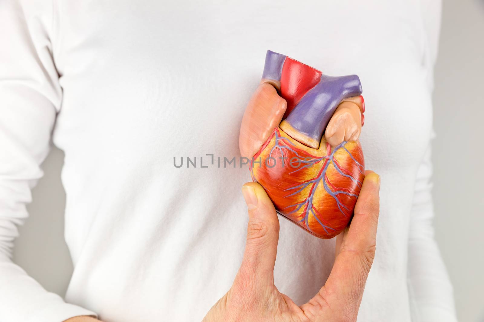 Female hand holding heart model in front of chest by BenSchonewille