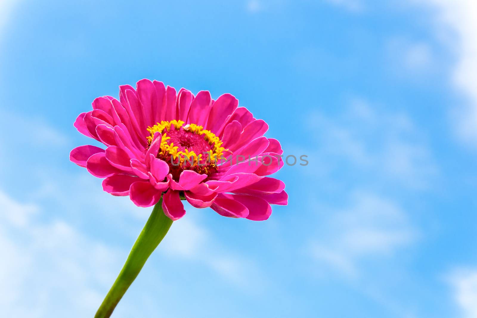 One pink Zinnia flower on stem with blue sky by BenSchonewille