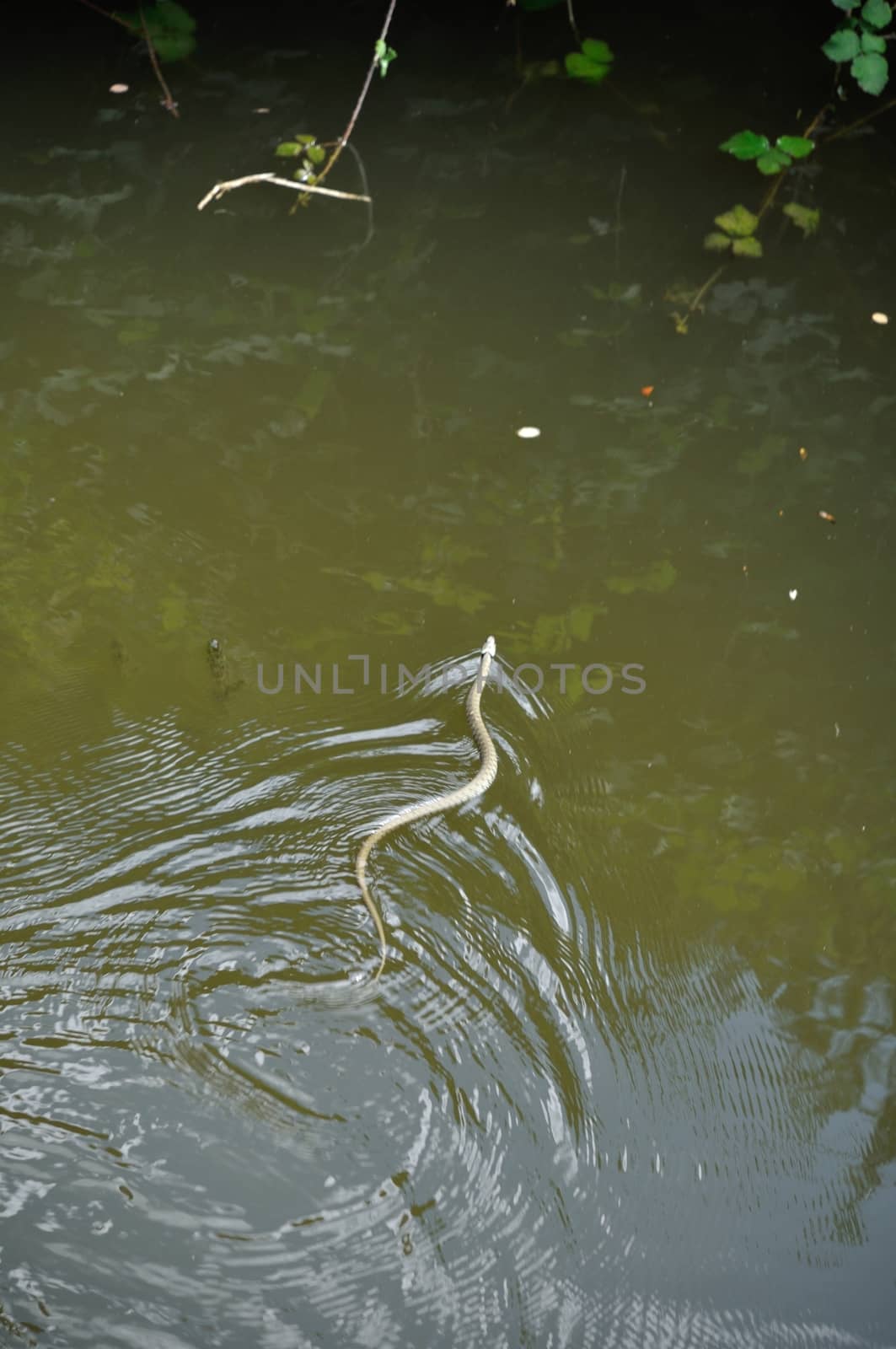 grass-snake swimming in a river