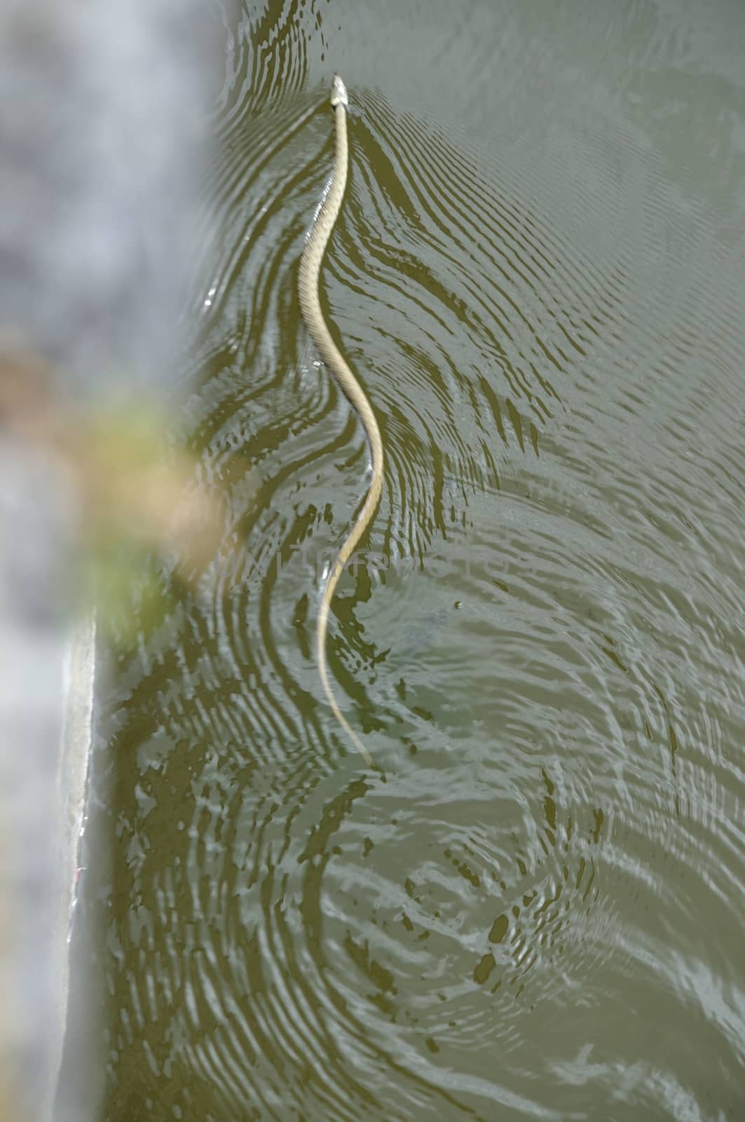 grass-snake swimming in a river