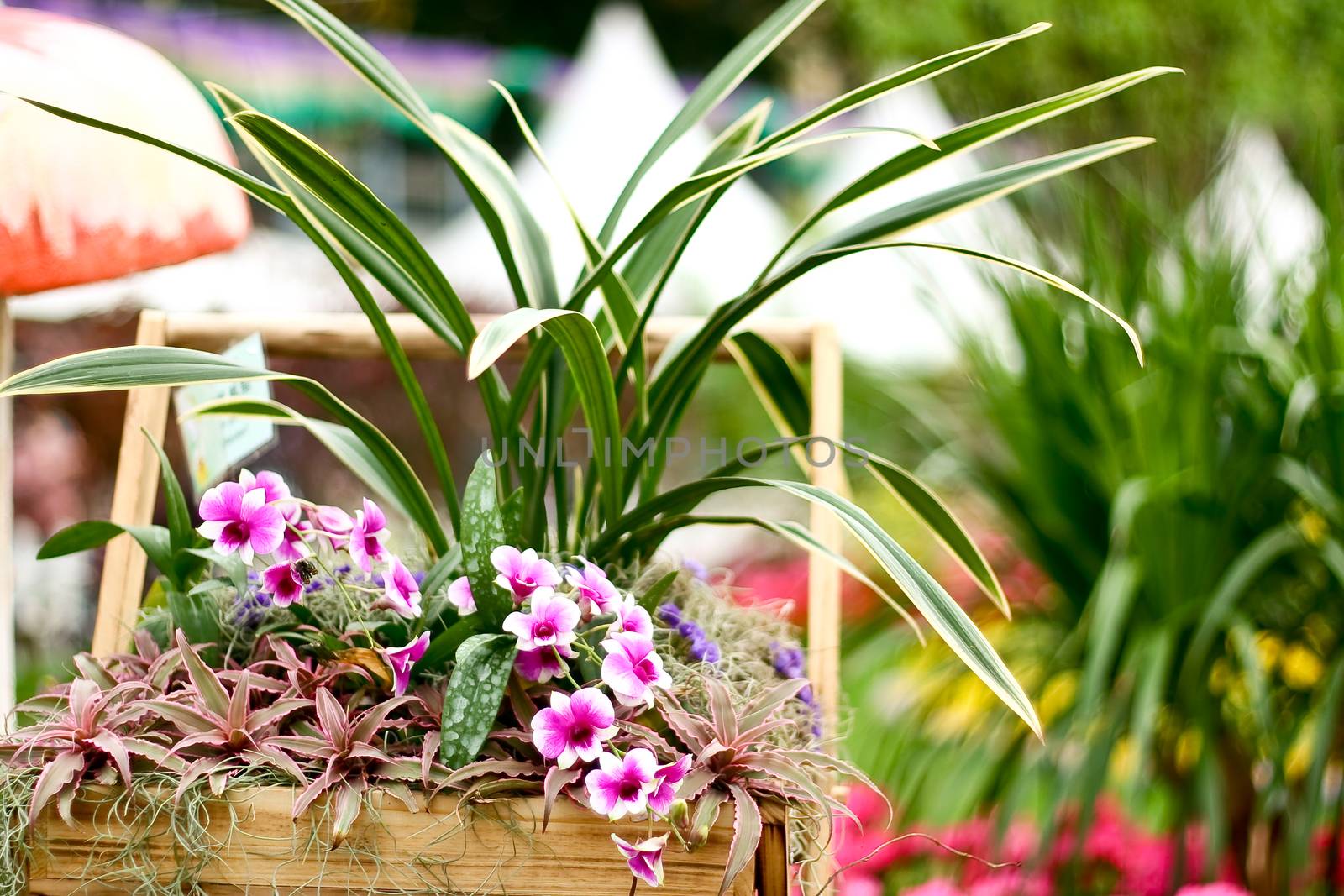 Flowers in a wooden basket with blur background