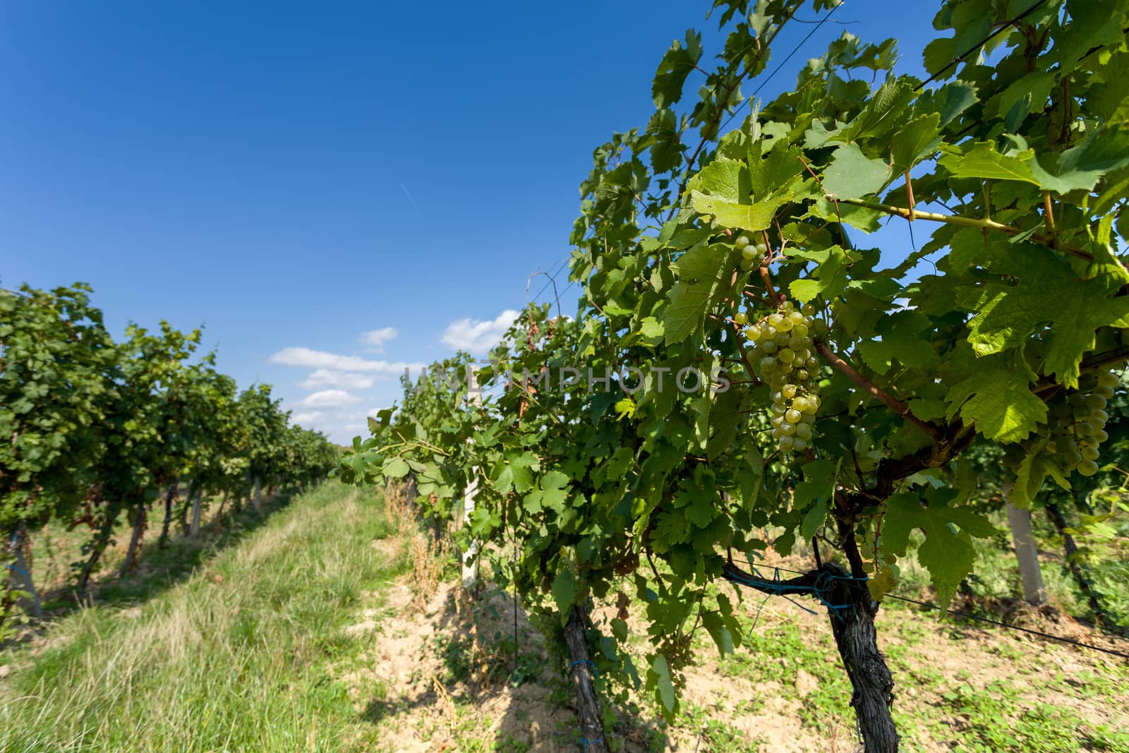 Vineyards under Palava. Czech Republic - South Moravian Region wine region