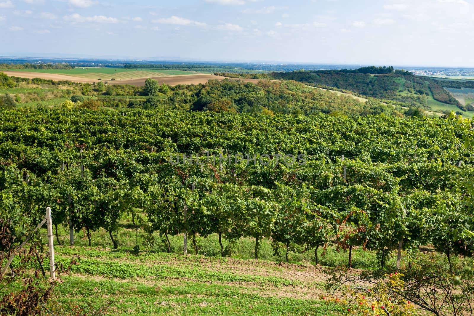 Vineyards under Palava. Czech Republic - South Moravian Region wine region