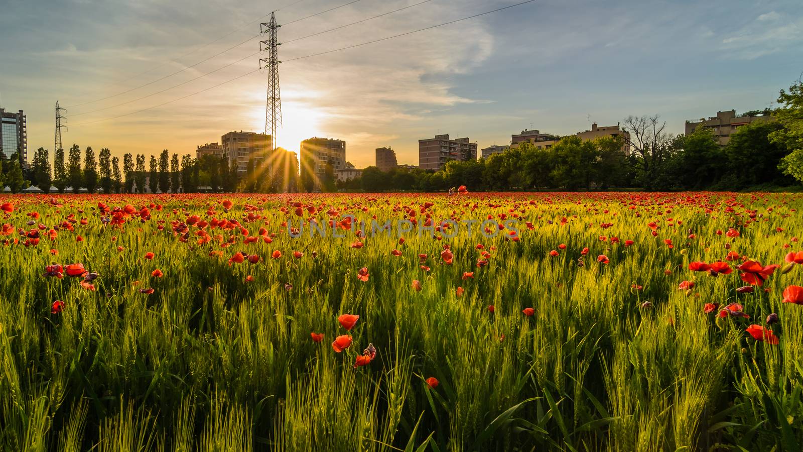 Field of grain  by Robertobinetti70