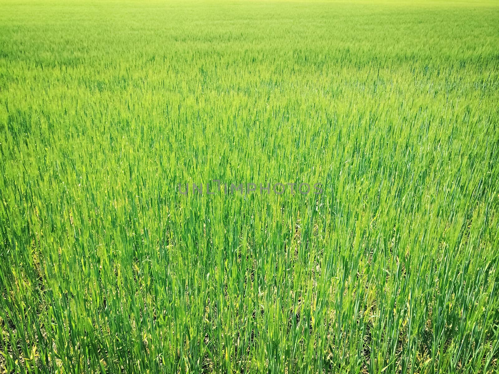 Bright green wheat field on a sunny day.