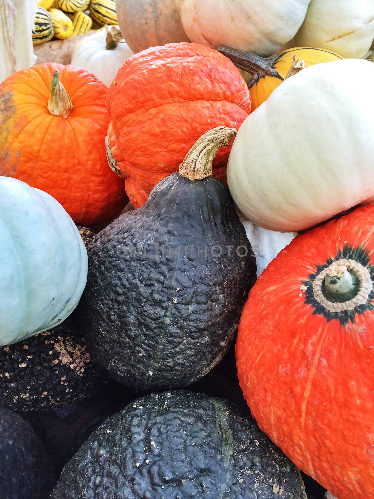 Colorful autumn vegetables at the autumn market. Variety of squashes.