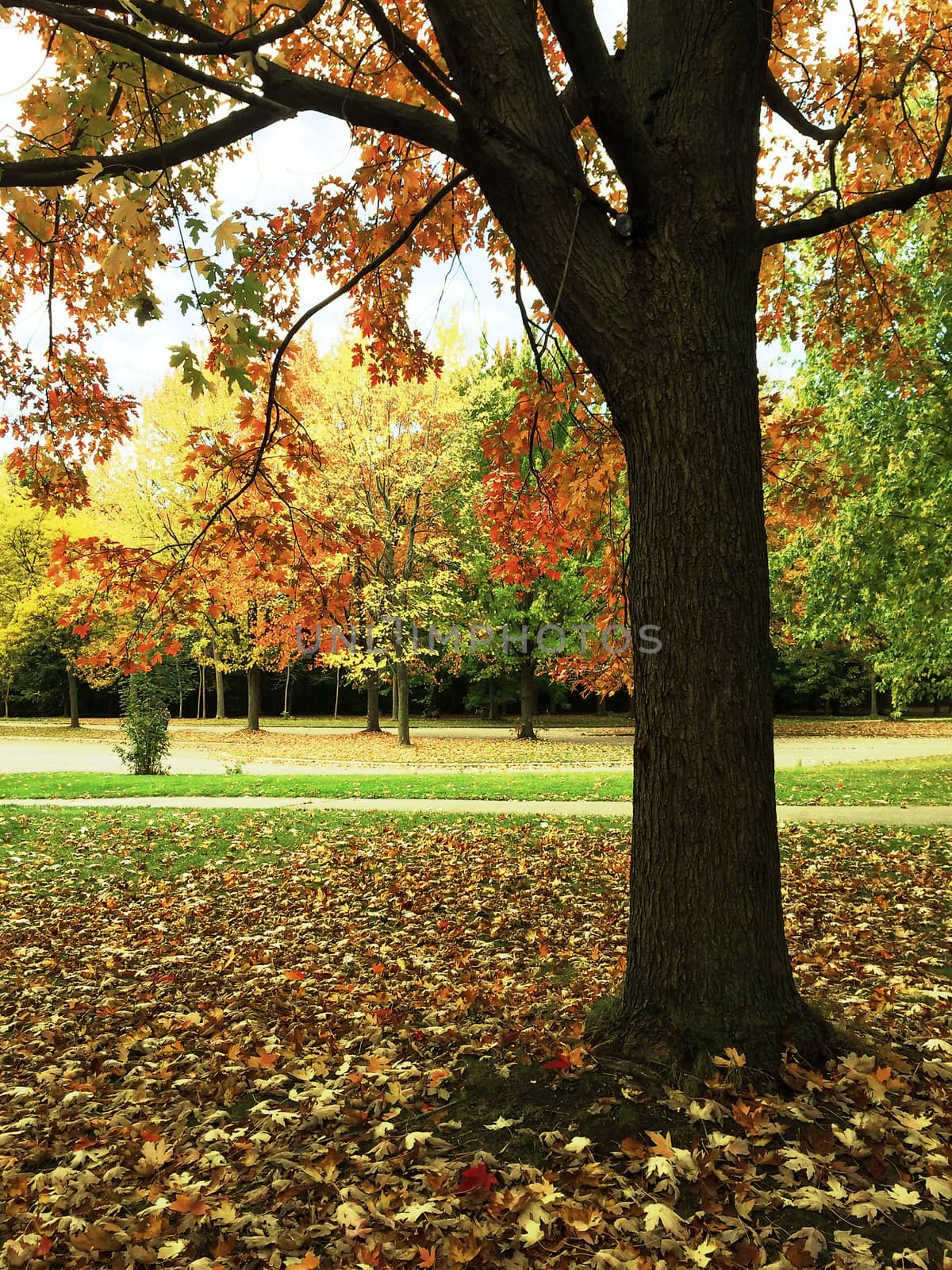 Maple tree in autumn park by anikasalsera