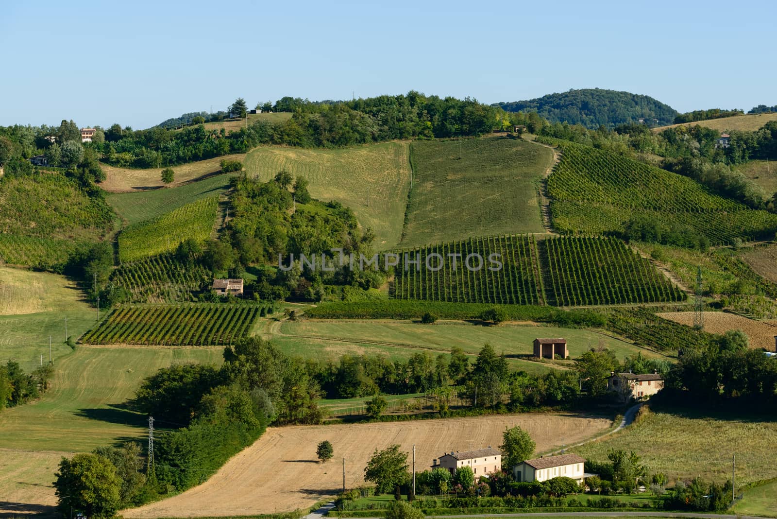 Piacenza Vineyards  by Robertobinetti70