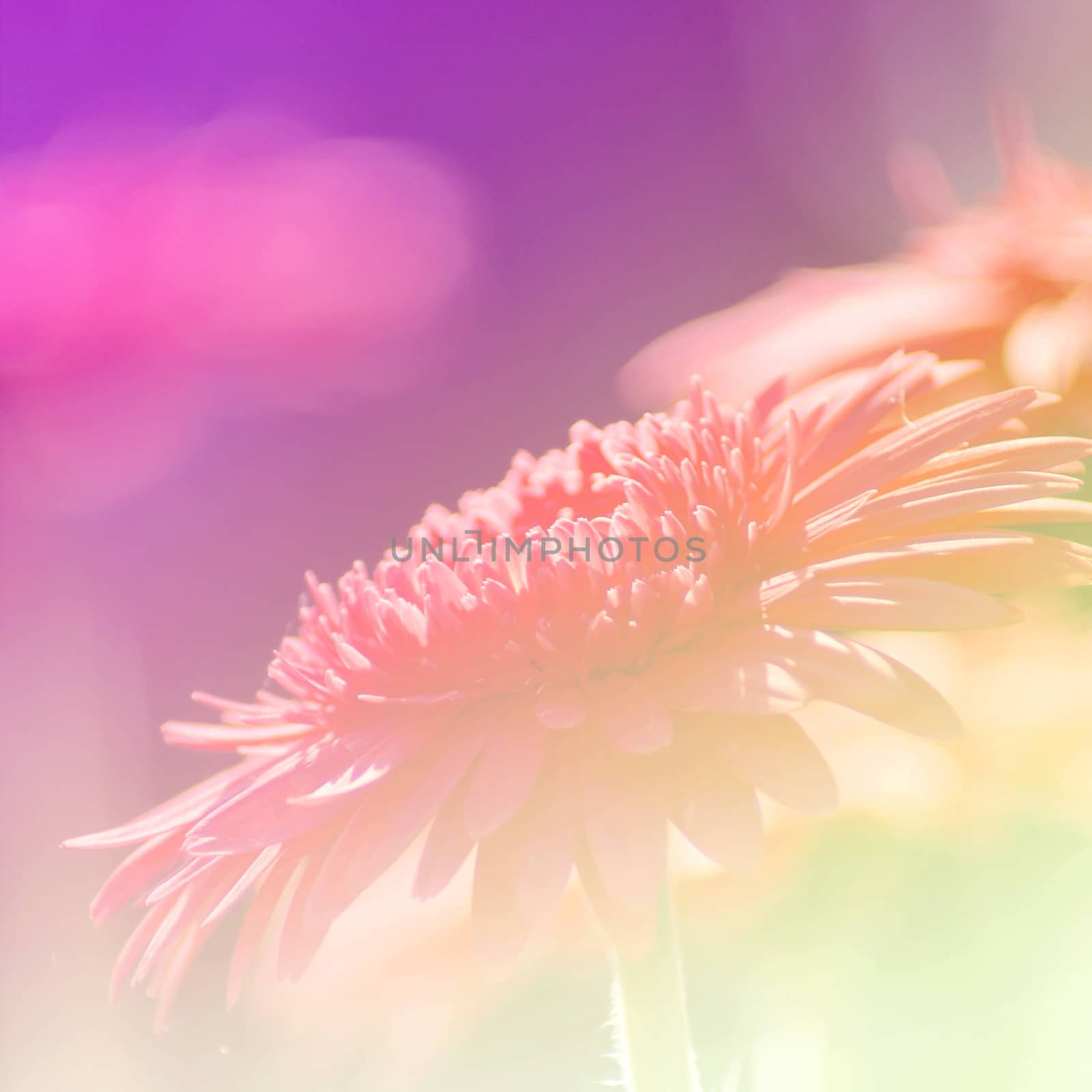 Flowers Background Bright Field Effect by ninelittle