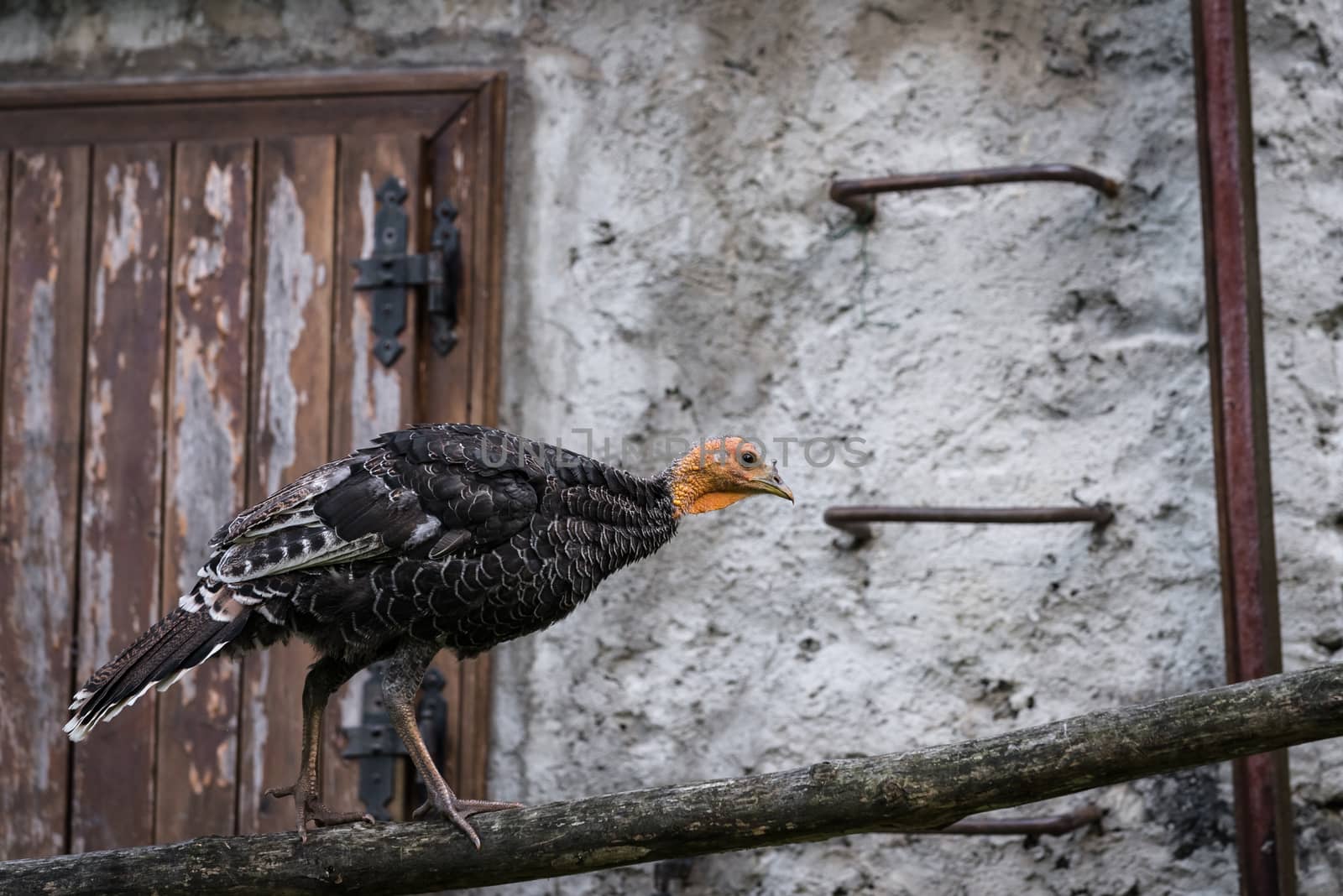 Turkey walking on a wooden beam by Robertobinetti70