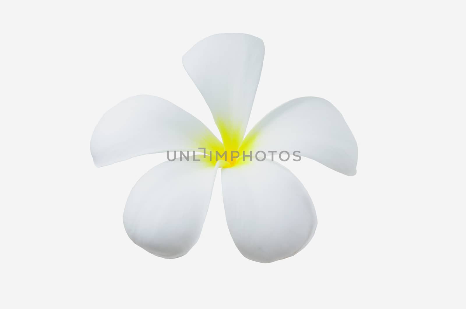 Leelawadee, Branch of tropical flowers frangipani (Plumeria) isolate on white.