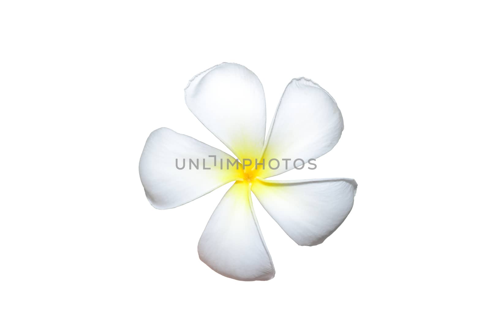 Leelawadee, Branch of tropical flowers frangipani (Plumeria) isolate on white.