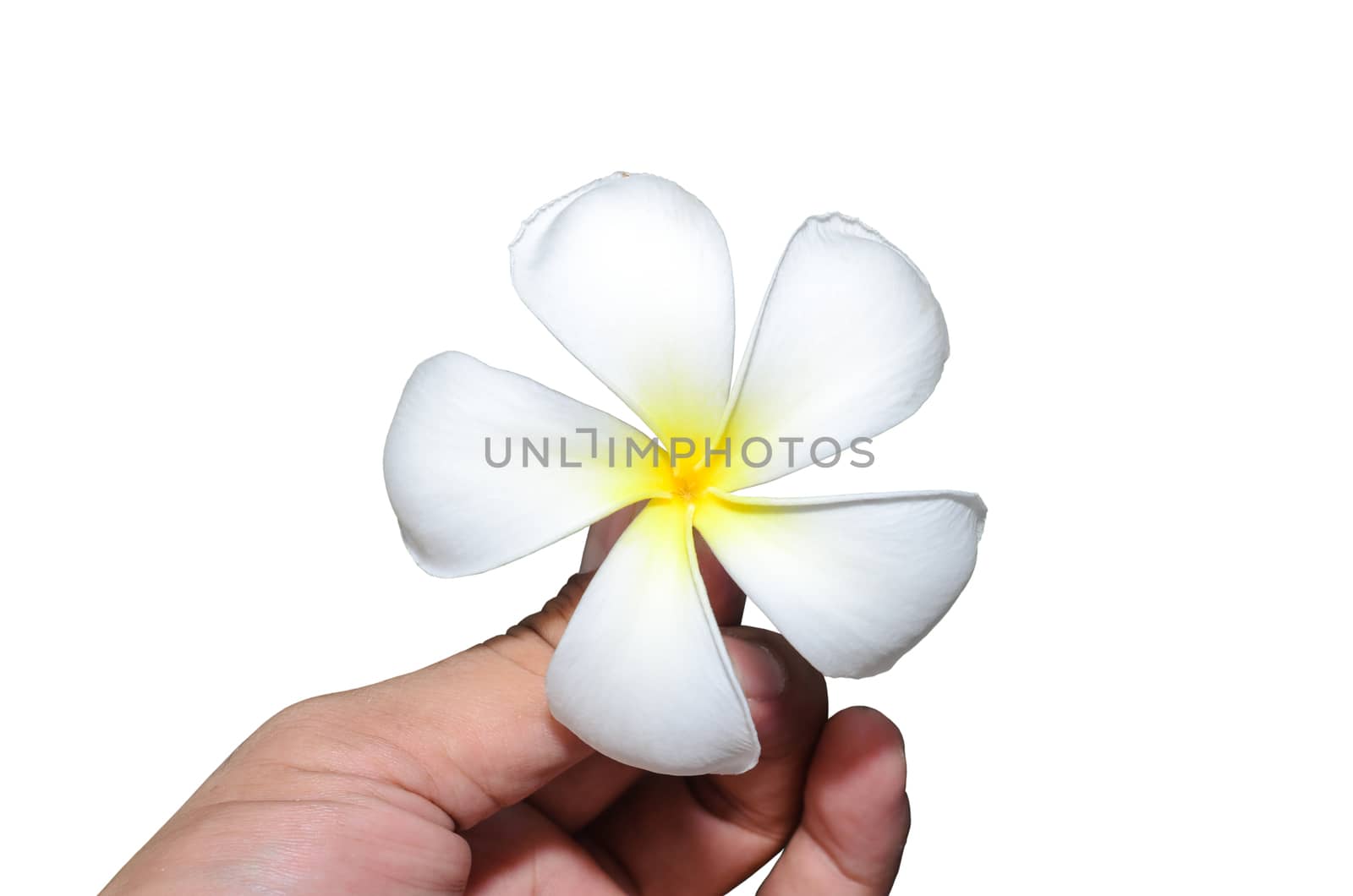 Leelawadee, Branch of tropical flowers frangipani (Plumeria) isolate on white.