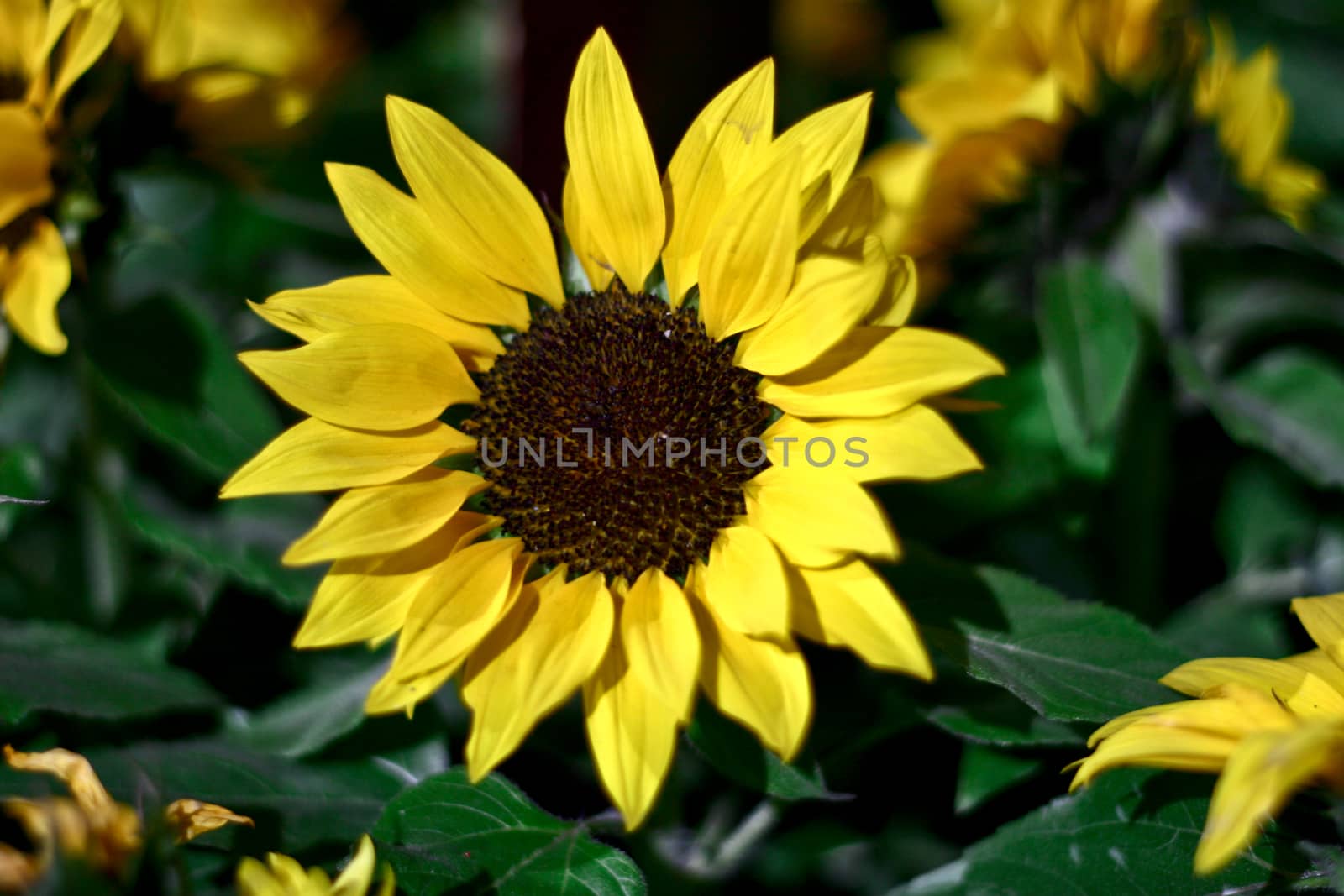 Sunflower with green leaves background