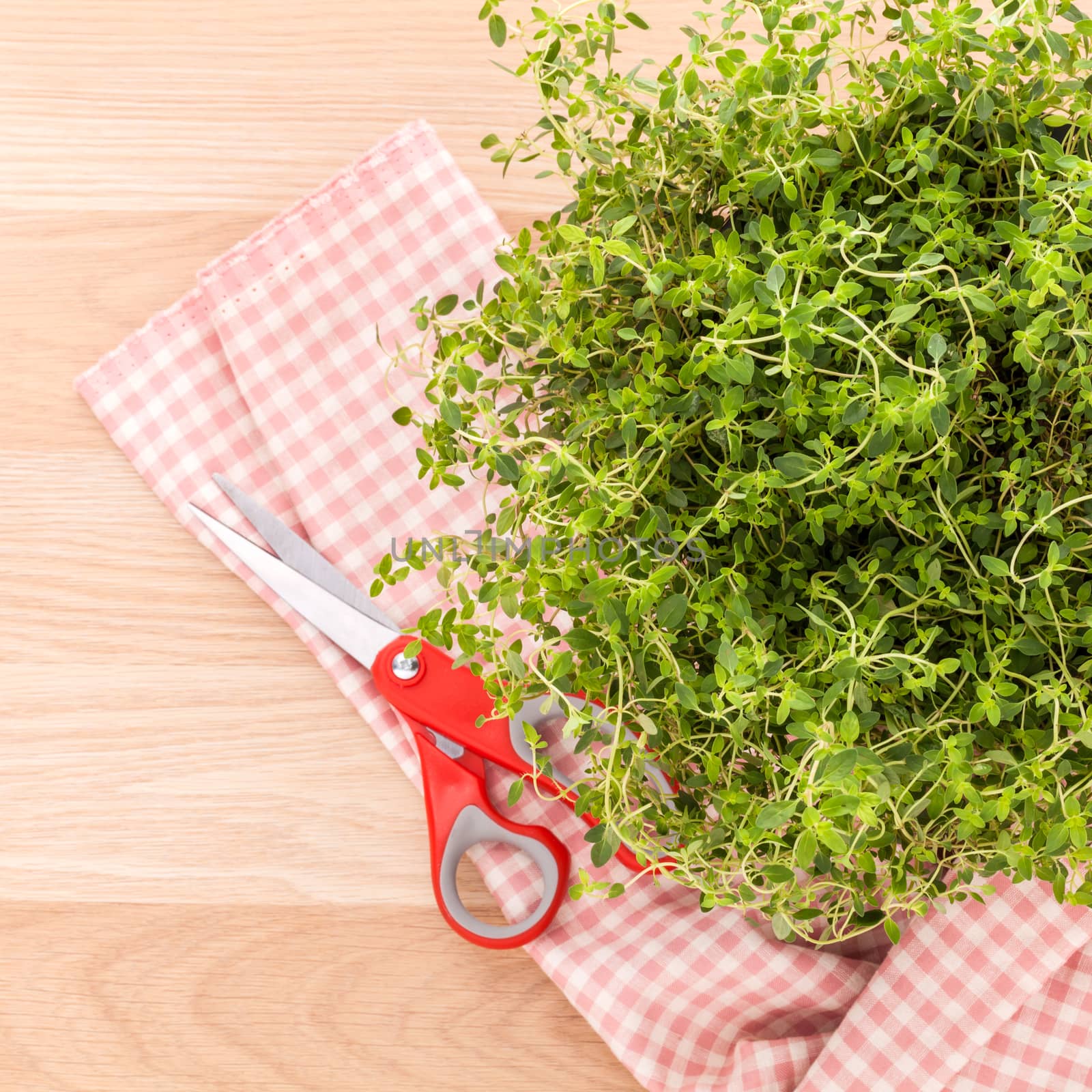 Alternative mediterranean medicinal plants lemon thyme for medicinal and culinary use on wooden background.