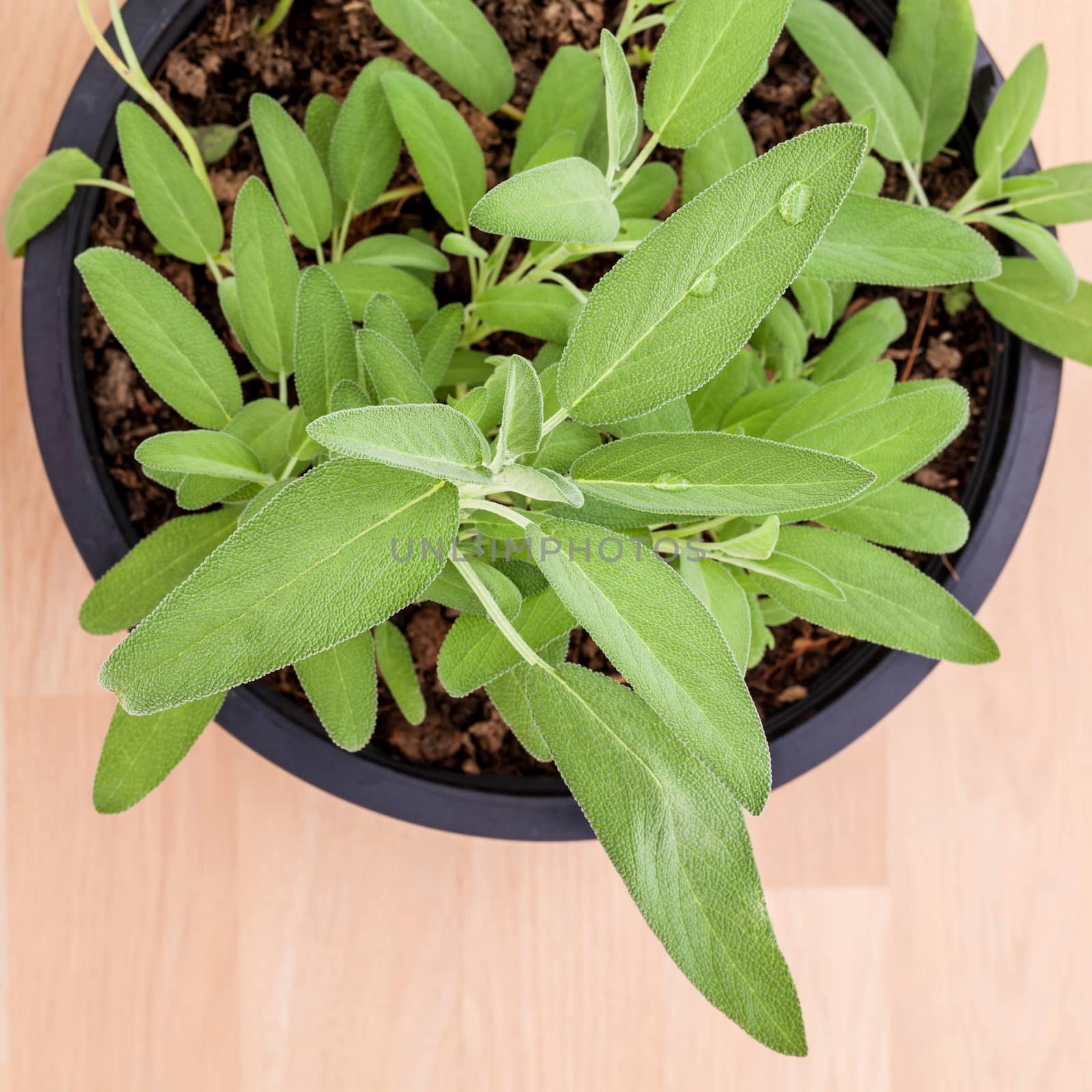 Alternative mediterranean medicinal plants Salvia officinalis or by kerdkanno