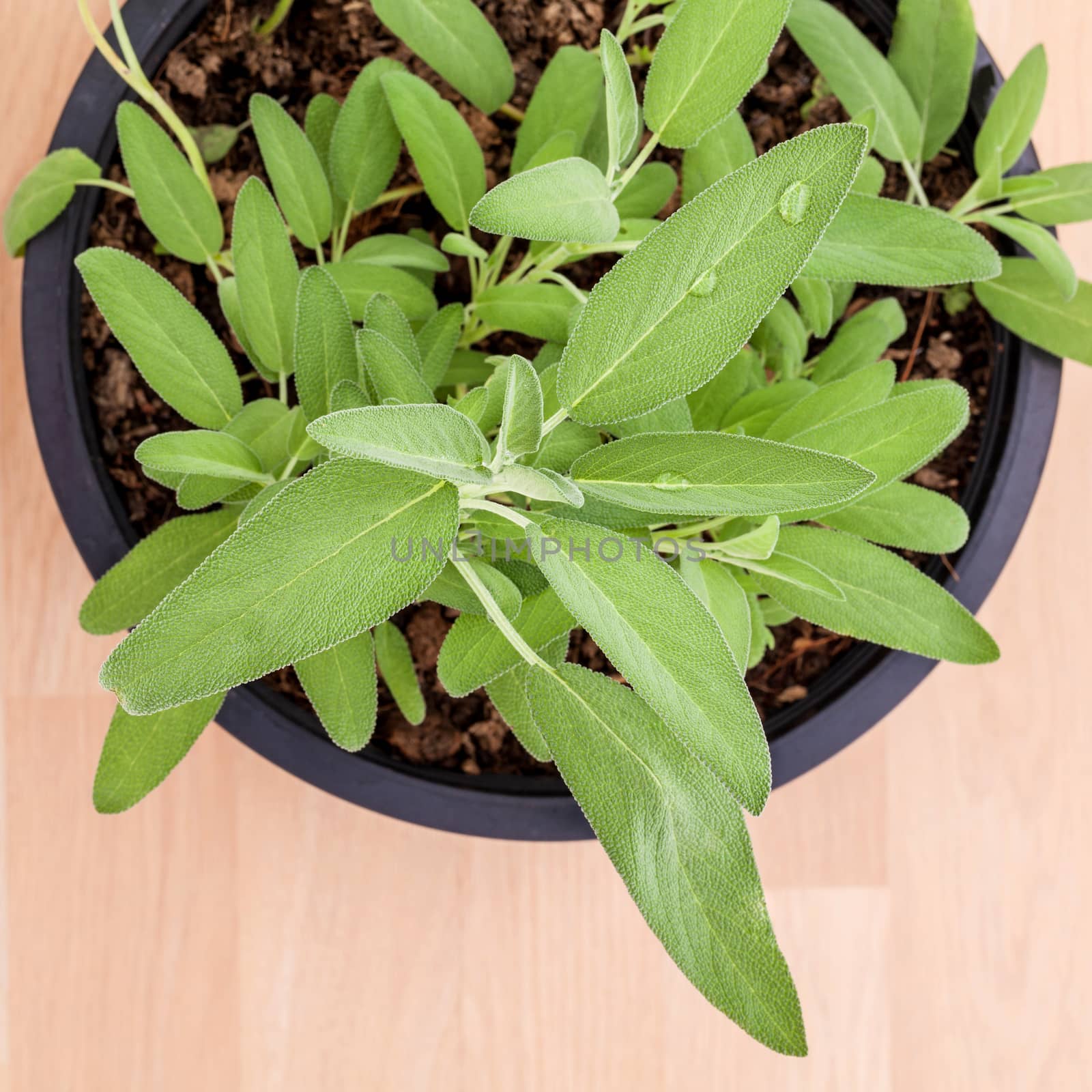 Alternative mediterranean medicinal plants Salvia officinalis or sage for medicinal and culinary use on wooden background.