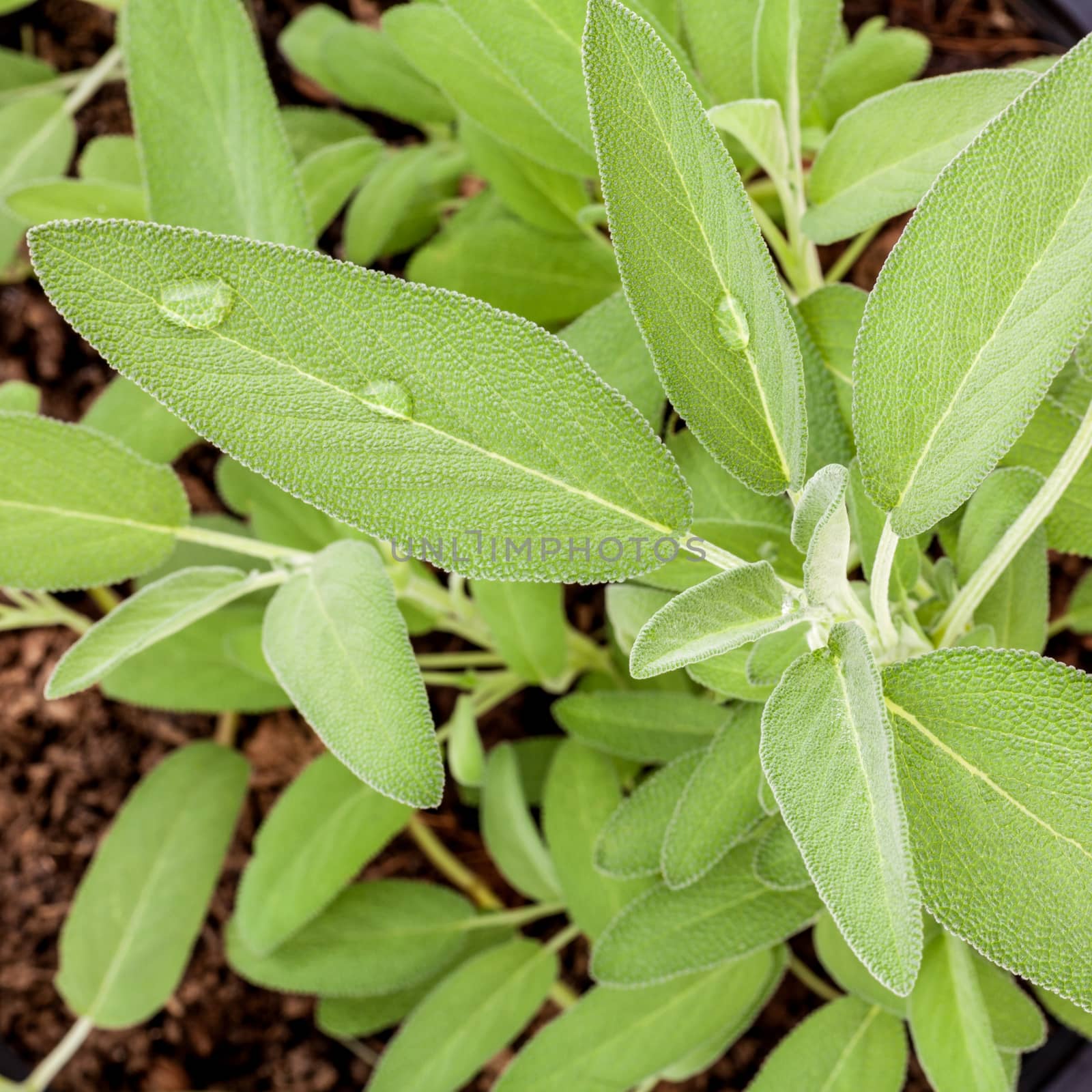 Alternative mediterranean medicinal plants Salvia officinalis or sage for medicinal and culinary use on wooden background.