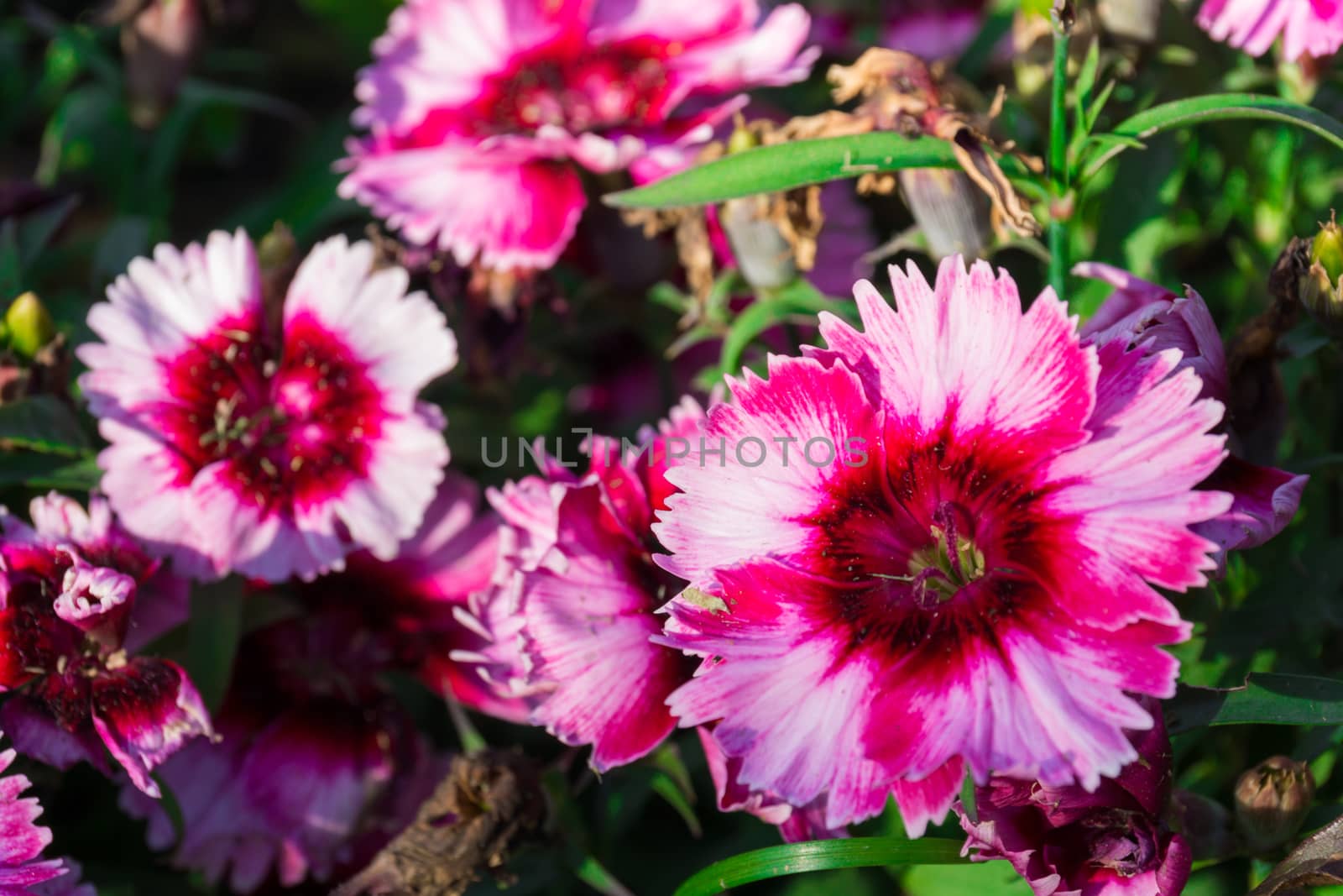 The photo shows a flower bed with flowers