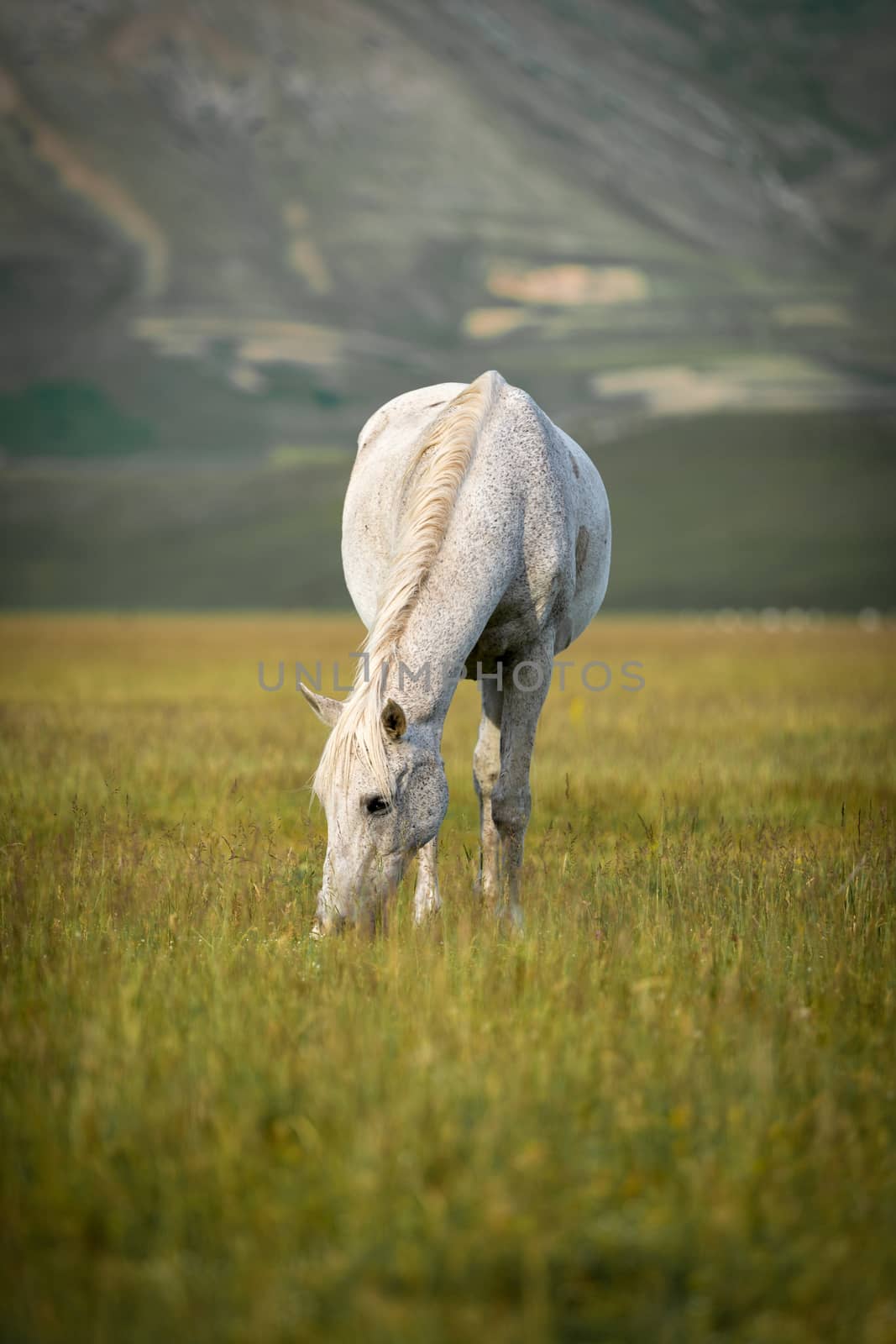 Grazing white horse at Piano Grande, Umbria, Italy by fisfra