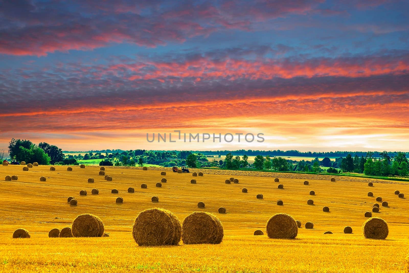 Yellow and Round Straw Bales in a  Field at end of Summer at Sunset with Dramatic Sky and Clouds after Harvest