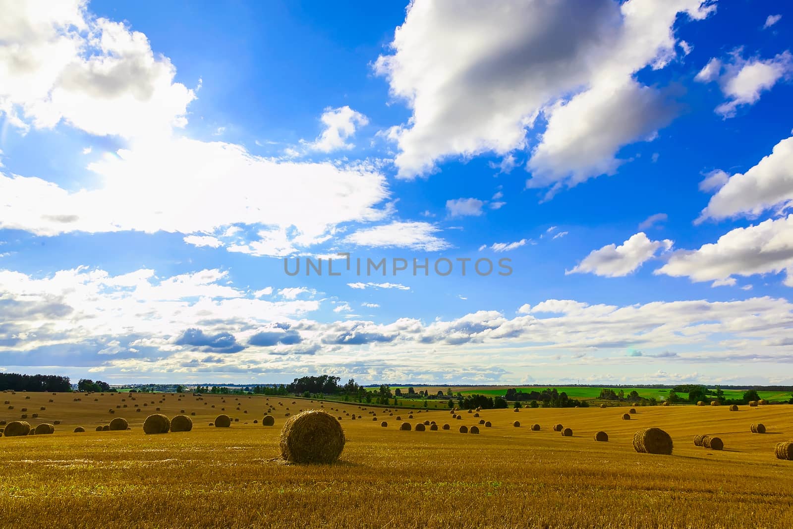 Yellow Straw Bales in a  Field at end of Summer at Day with Blue Sky after Harvest