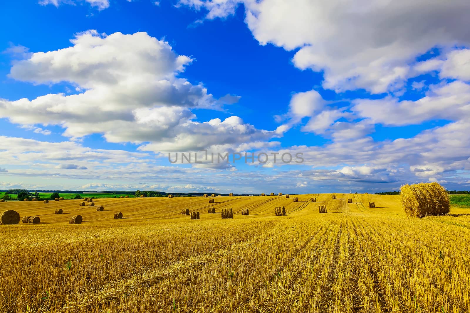 Yellow Straw Bales in a  Field at end of Summer at Day with Blue Sky and Clouds after Harvest