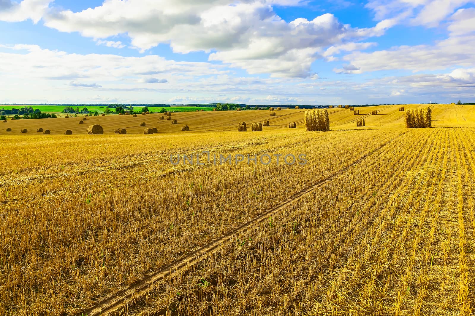 Round Straw Bales in a Stubble Field at end of Summer at Day with Blue Sky after Harvest