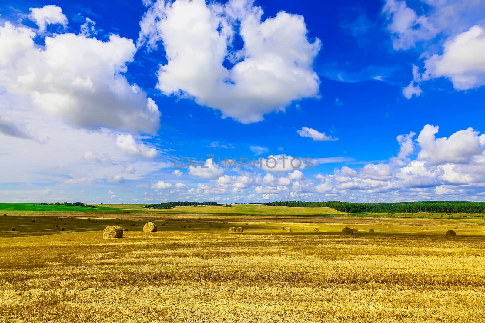 Round Straw Bales in a Stubble Field at end of Summer at Day with Blue Sky, Clouds after Harvest