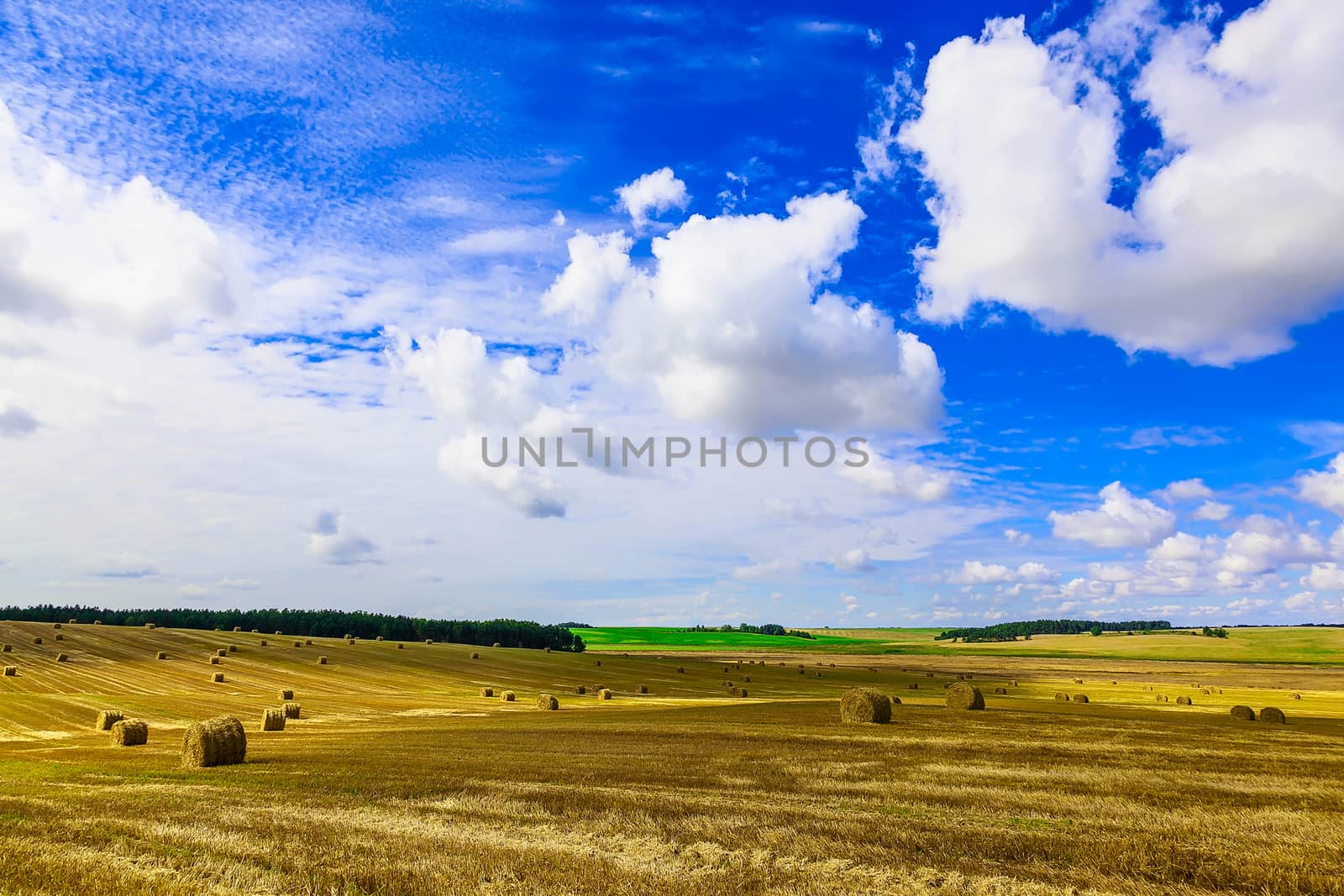 Round Straw Bales in a Stubble Field at end of Summer at Day with Clouds, Blue Sky after Harvest