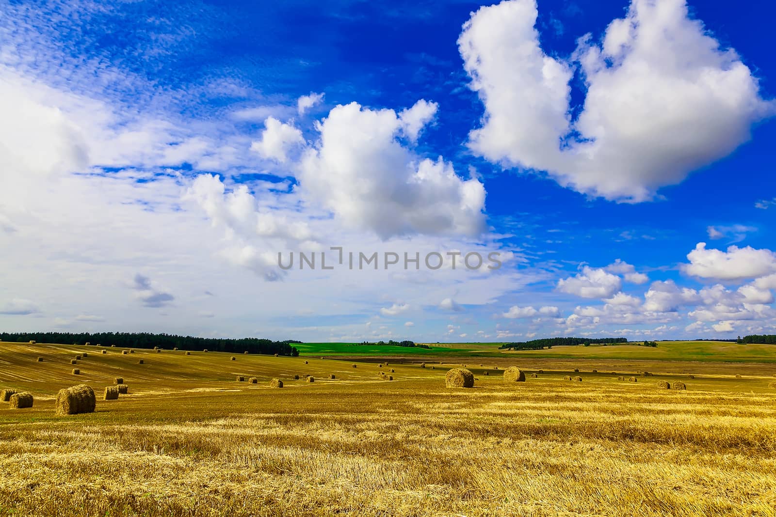 Round Straw Bales in a  Field at end of Summer at Day with Clouds and Blue Sky after Harvest