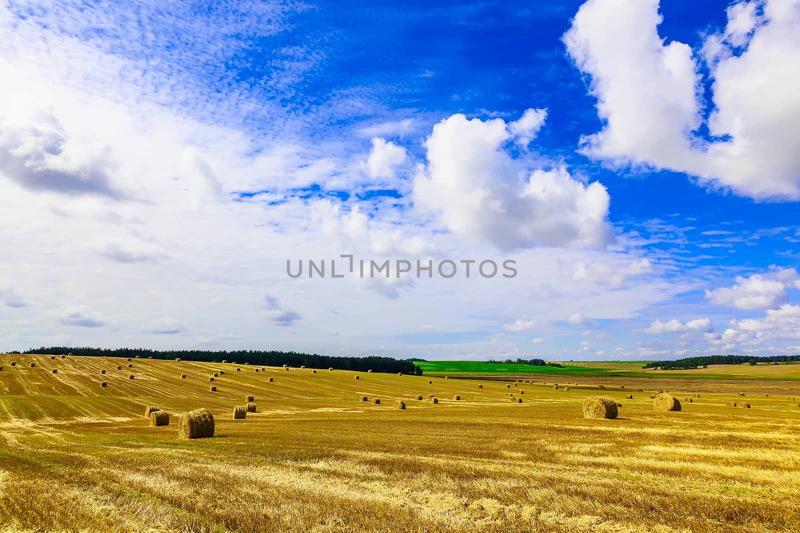 Yellow, Round Straw Bales in a Stubble Field at end of Summer at Day with Blue Sky after Harvest