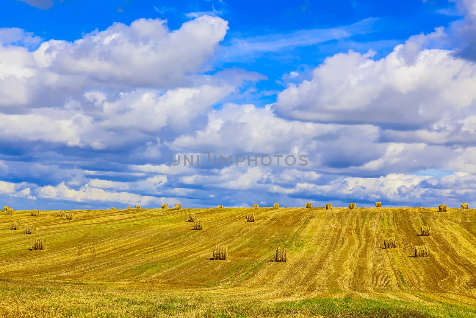 Yellow, Round Straw Bales in a Stubble Field at end of Summer at Day with Blue Sky and Clouds after Harvest