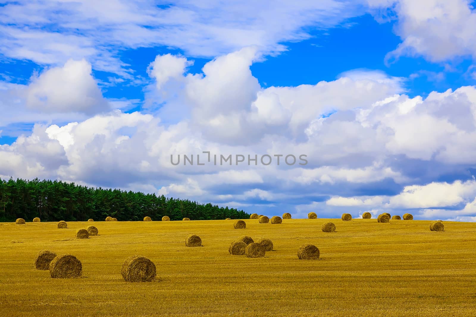 Yellow and Round Straw Bales in a  Field at end of Summer at Day with Clouds and Blue Sky after Harvest