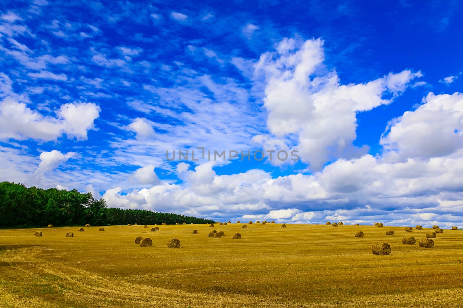 Round, Yellow Straw Bales in a Stubble Field at end of Summer at Day with Clouds after Harvest