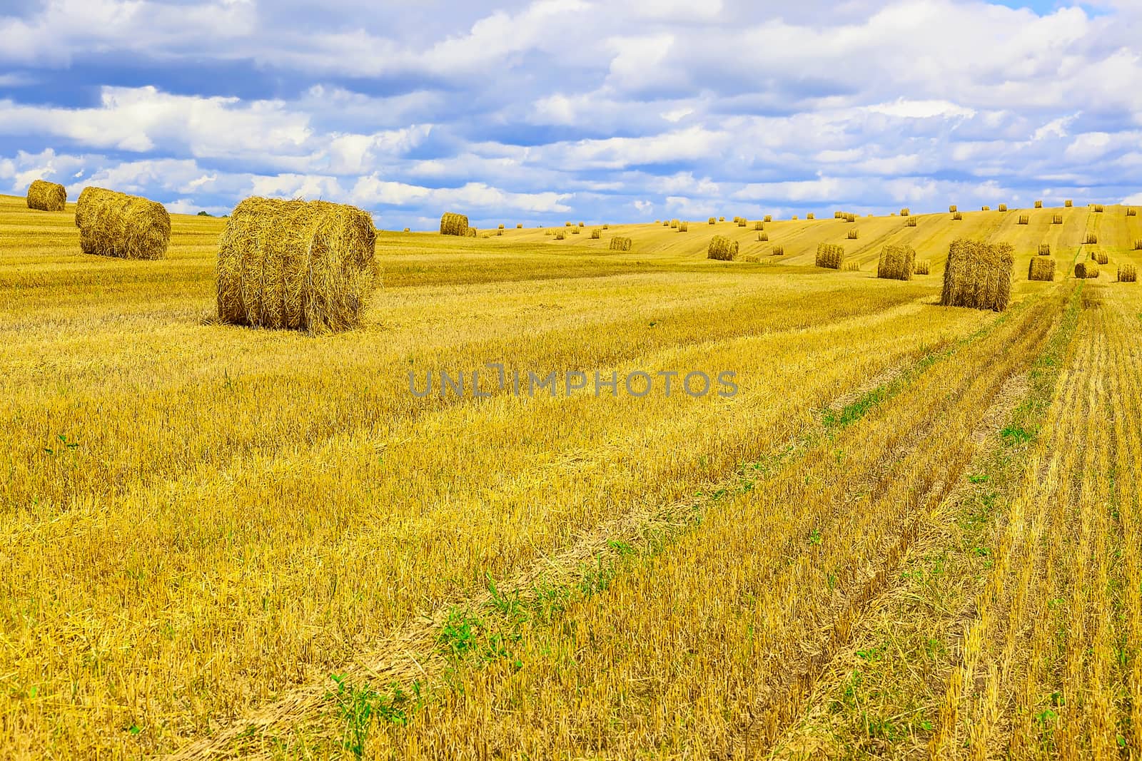 Yellow, Round Straw Bales in a  Field at end of Summer at Day with Blue Sky, Clouds after Harvest