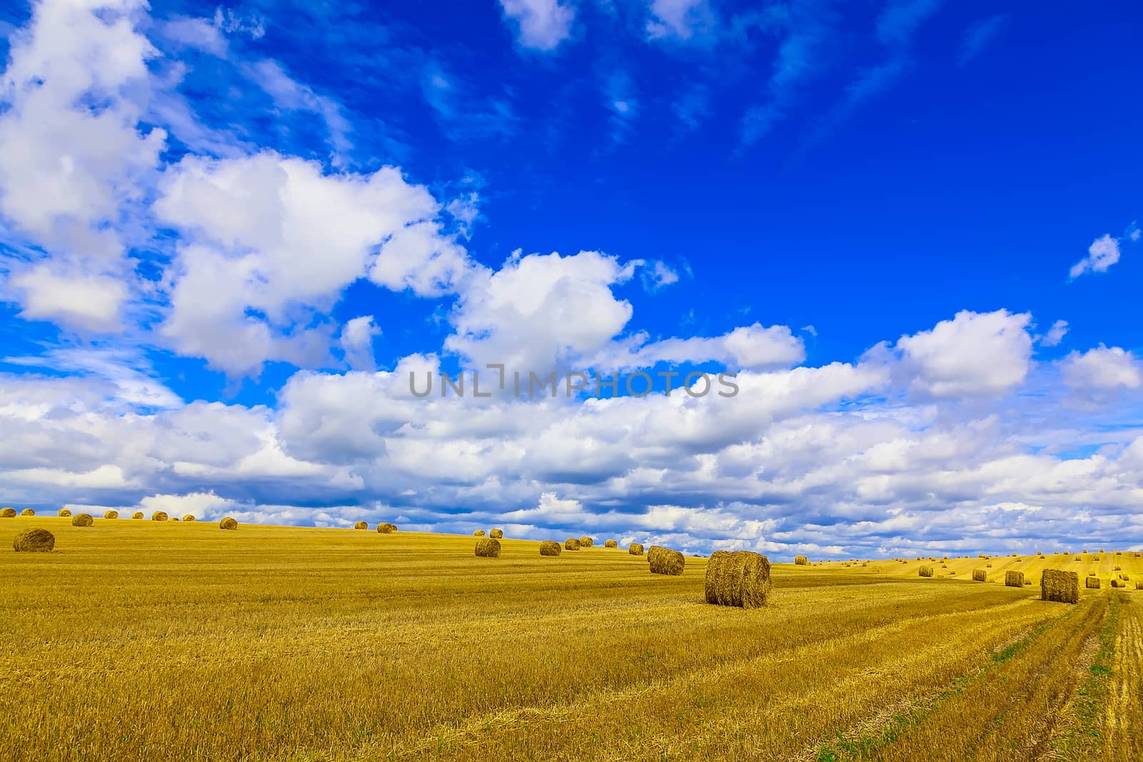 Yellow and Round Straw Bales in a Stubble Field at end of Summer at Day with Blue Sky after Harvest