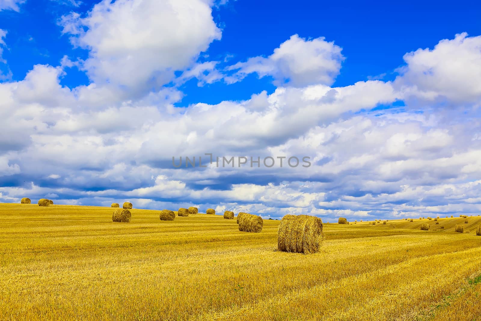 Yellow and Round Straw Bales in a Stubble Field at end of Summer at Day with Blue Sky, Clouds after Harvest