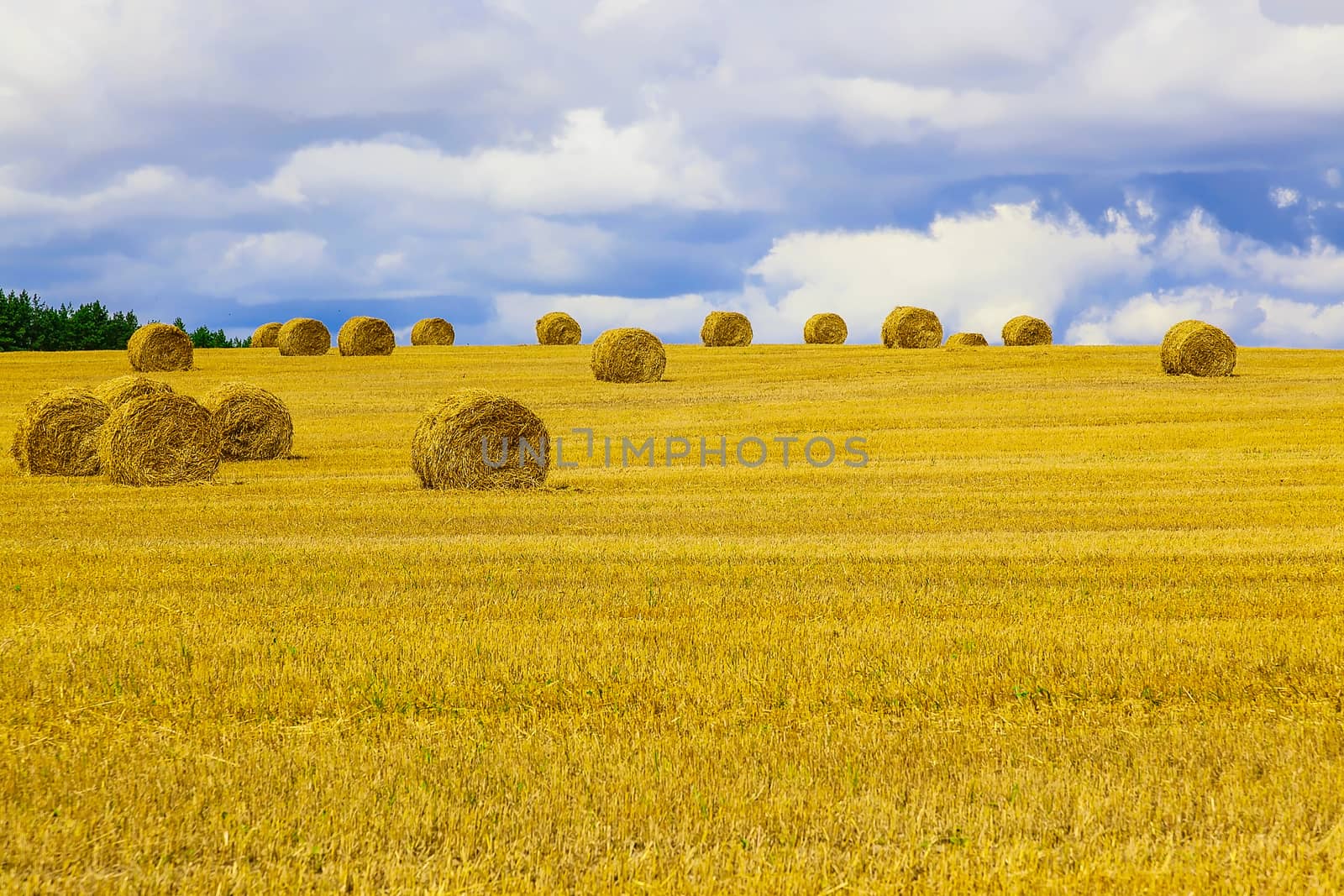 Yellow and Round Straw Bales in a Stubble Field at end of Summer at Day with Clouds, Blue Sky after Harvest