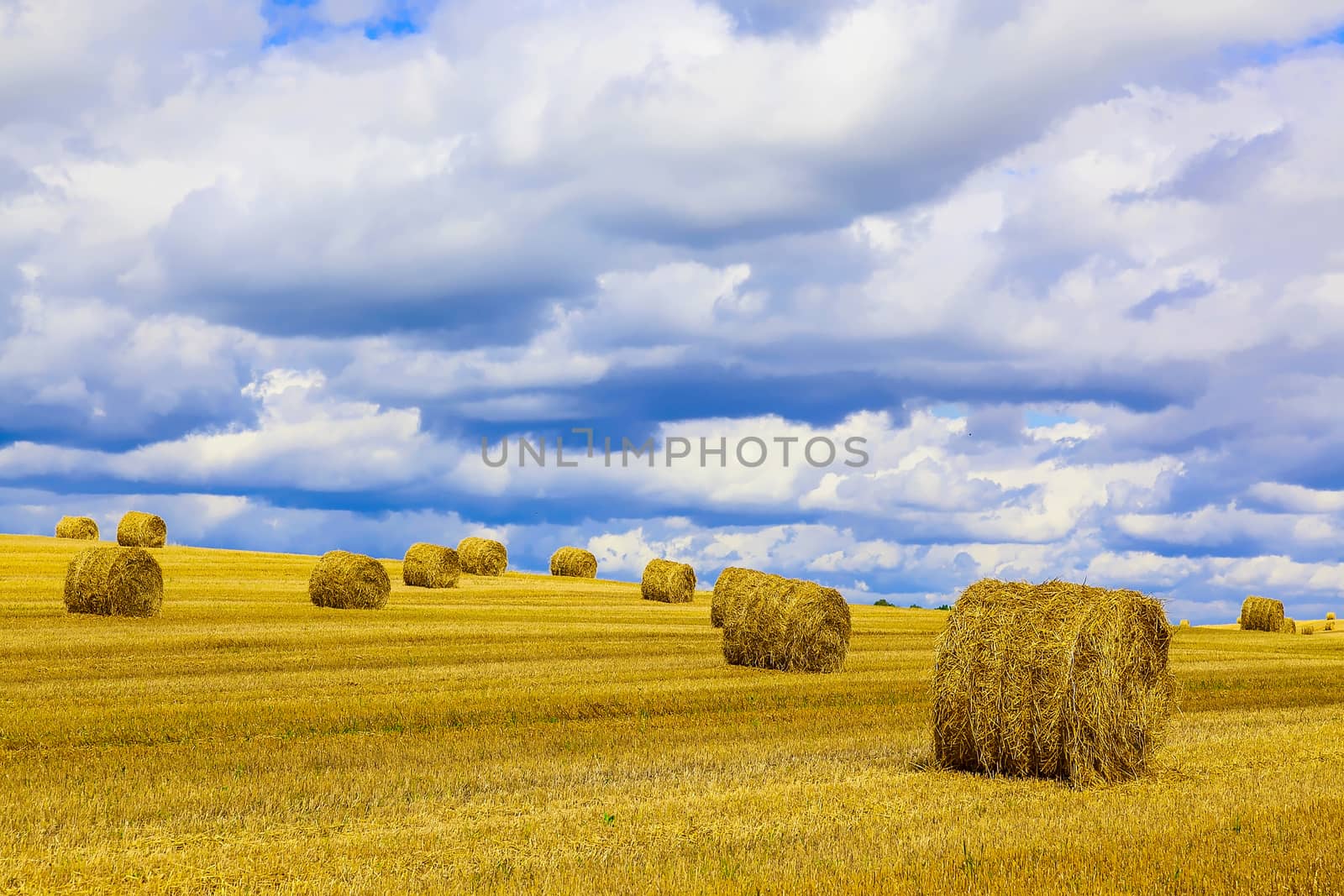 Yellow and Round Straw Bales in a  Field at end of Summer at Day with Blue Sky after Harvest