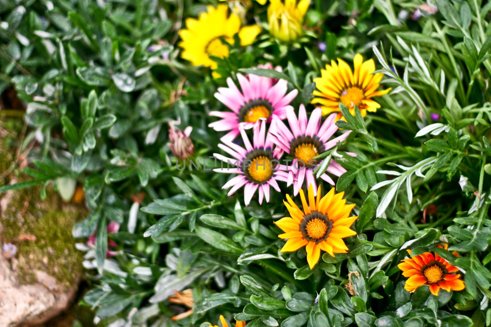 Flowers with leaves and blur background