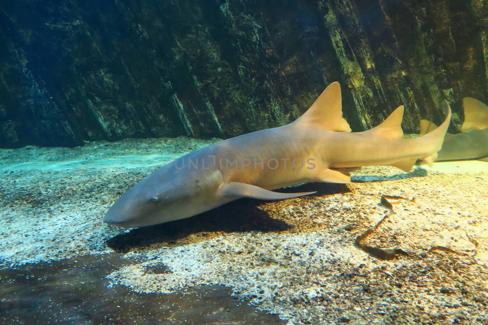 View of a nurse shark on a seabed, about 3 meters long